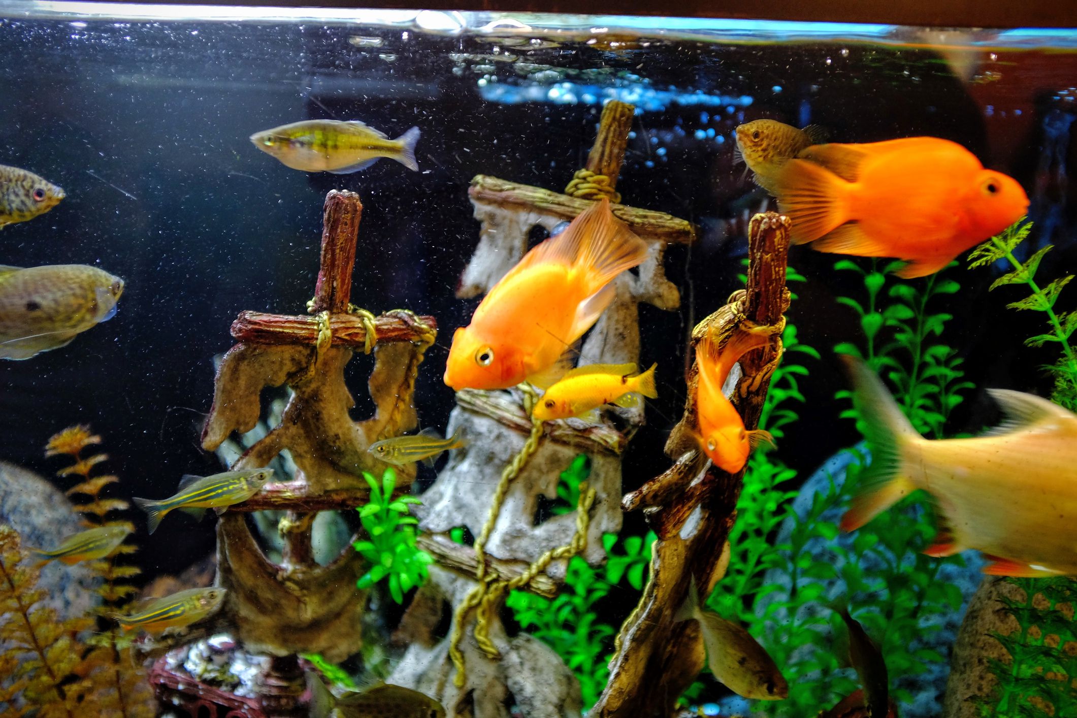 Acuario decorado