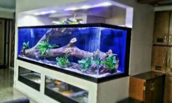acuario principal
